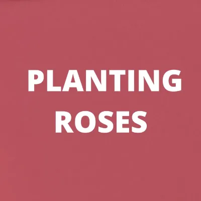PLANTING ROSES